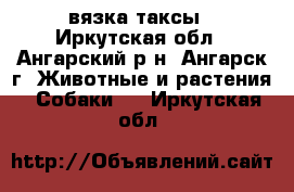 вязка таксы - Иркутская обл., Ангарский р-н, Ангарск г. Животные и растения » Собаки   . Иркутская обл.